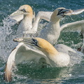 Gannets feeding, Bempton cliffs on the coast of east Yorkshire, England, UK